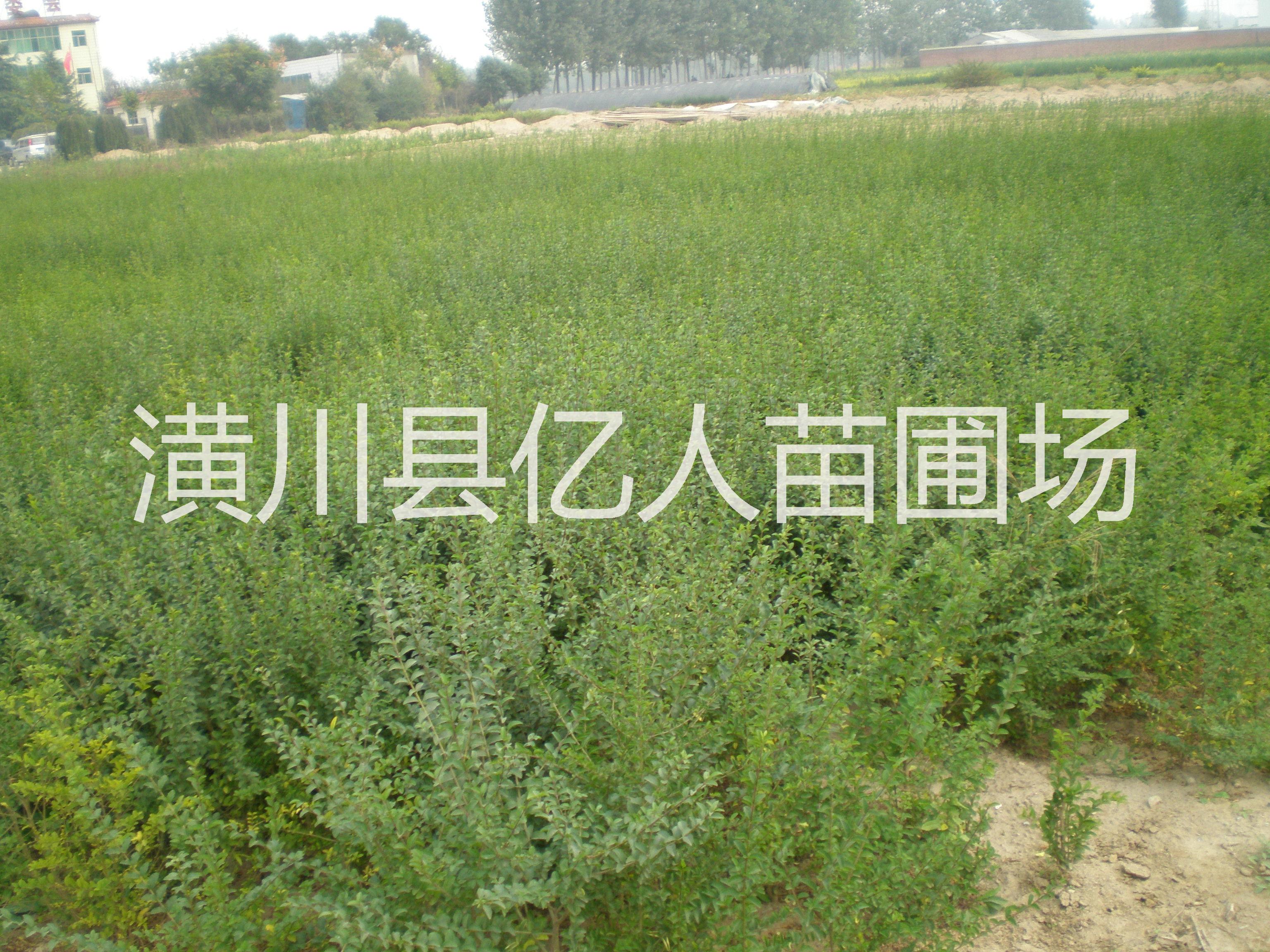 供應小葉女貞，小葉女貞球，叢生小葉女貞球，獨桿小葉女貞球，小葉女貞造型樹，小葉女貞綠籬，河南小葉女貞，小葉女貞價格