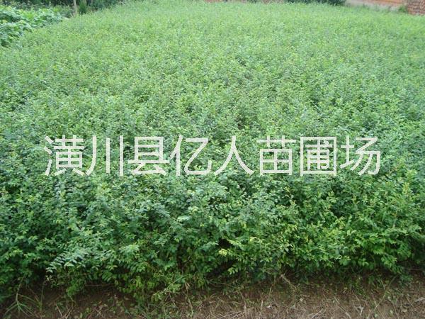 供應小葉女貞，小葉女貞球，叢生小葉女貞球，獨桿小葉女貞球，小葉女貞造型樹，小葉女貞綠籬，河南小葉女貞，小葉女貞價格