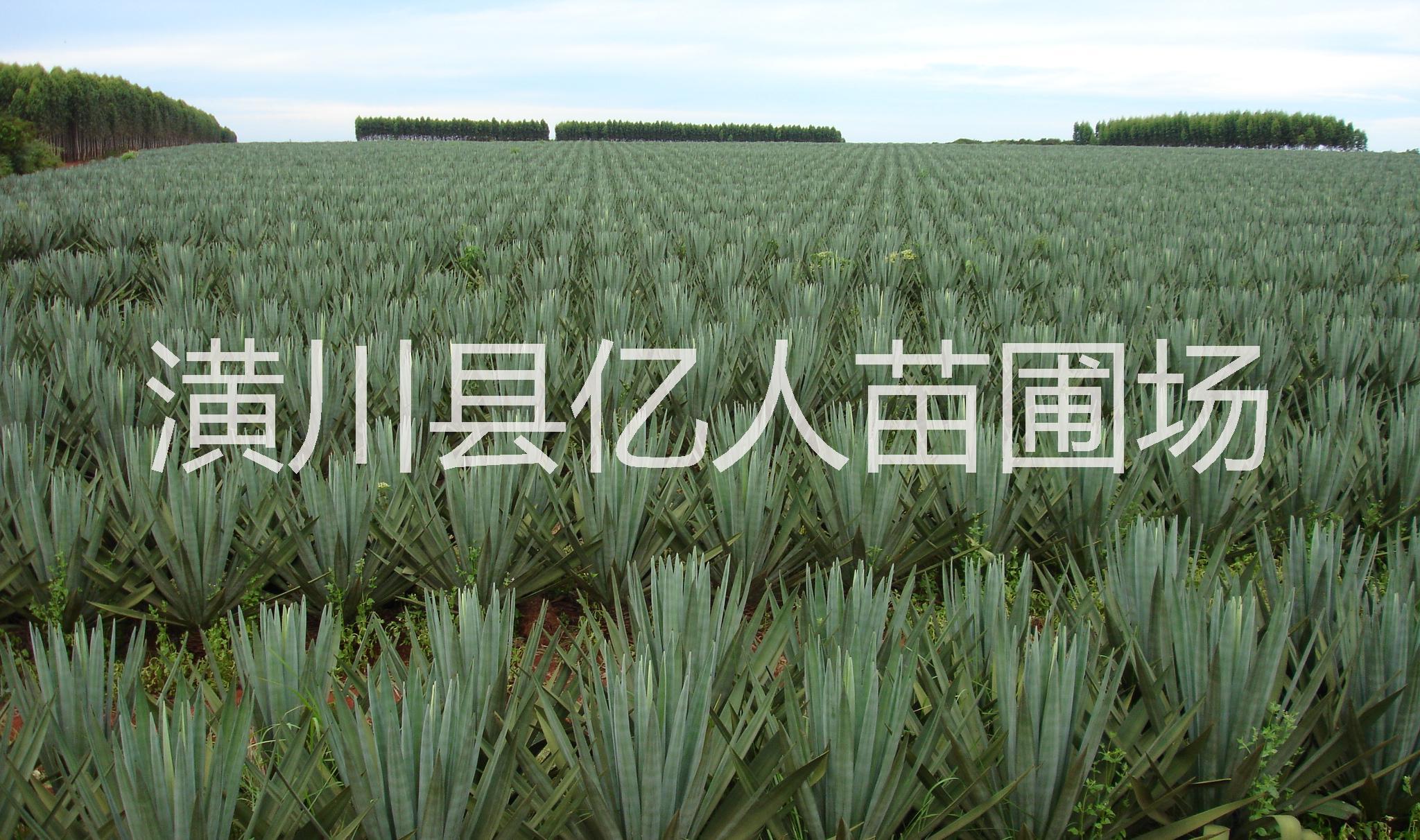 供應劍麻，河南劍麻，劍麻產(chǎn)地，劍麻價格，劍麻供應商，劍麻種植苗圃