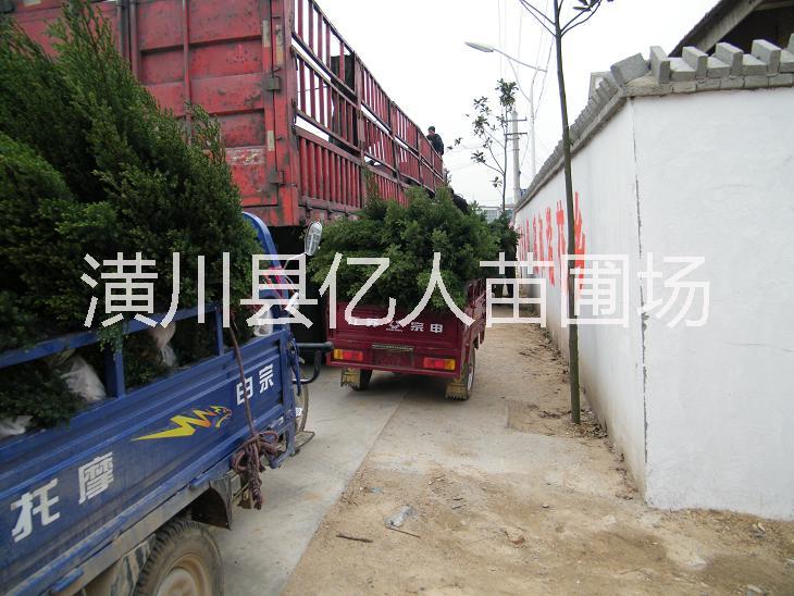 供應(yīng)刺柏，刺柏價格，河南刺柏，河南刺柏價格，刺柏產(chǎn)地，刺柏報價，刺柏供應(yīng)商，刺柏報價