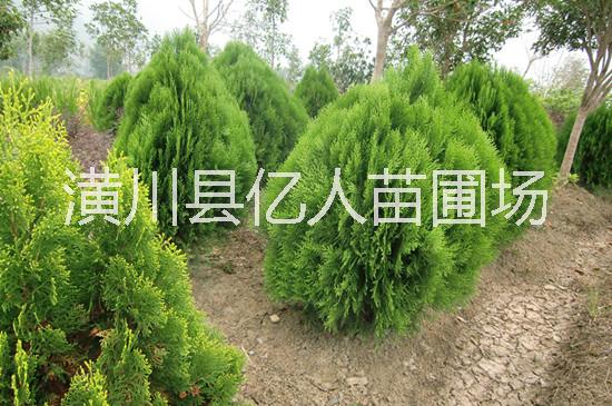 供應(yīng)灑金柏，河南灑金柏，灑金柏球，灑金柏綠籬，灑金柏價(jià)格，灑金柏產(chǎn)地，灑金柏報(bào)價(jià)，灑金柏供應(yīng)商