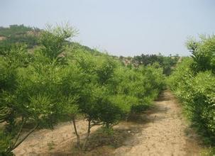 供應(yīng)雙季槐樹苗價(jià)格