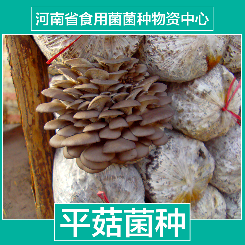 供應(yīng)四季黑平菇一級(jí)母種批發(fā) 食用菌平菇菌種批發(fā)/食用菌平菇菌種多少錢(qián)？