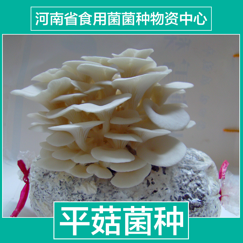 食用菌菌種批發(fā)報價  食用菌菌種 河南食用菌 河南食用菌菌種 河南食用菌菌種批發(fā) 食用菌菌種批發(fā)報價