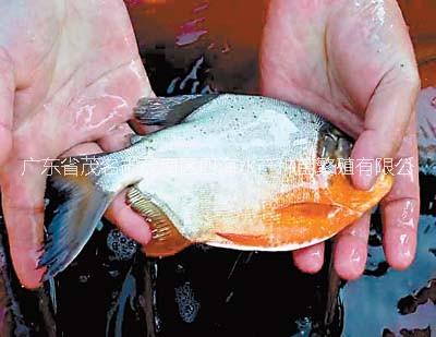 供應(yīng)用于水產(chǎn)養(yǎng)殖的渡冬春苗淡水白鯧魚苗