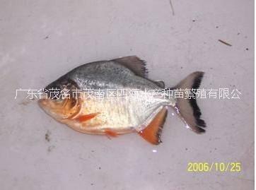 供應(yīng)用于水產(chǎn)養(yǎng)殖的渡冬春苗淡水白鯧魚苗