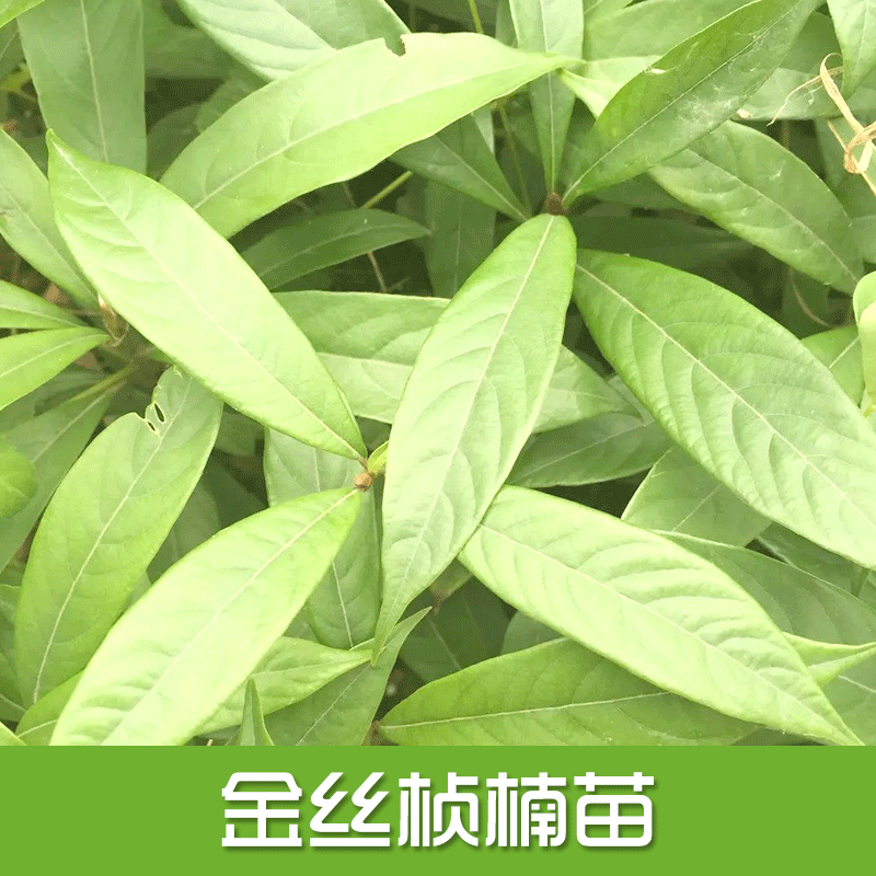 專業(yè)供應(yīng) 金絲楨楠苗 楠木樹苗、小葉楨楠、金絲楠