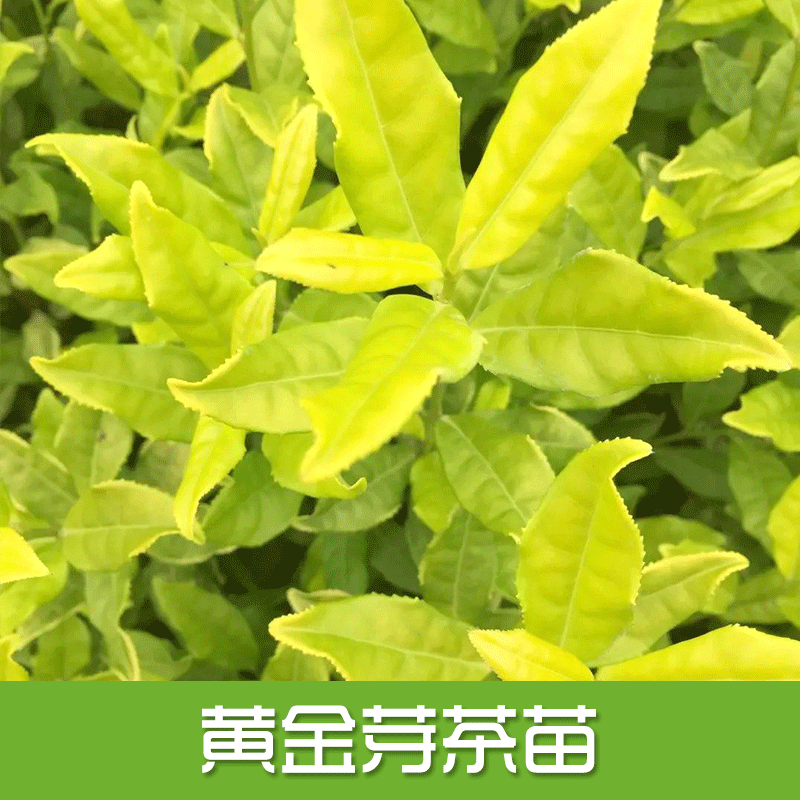 重慶黃金茶苗，武隆黃金芽茶苗，南川黃金茶苗