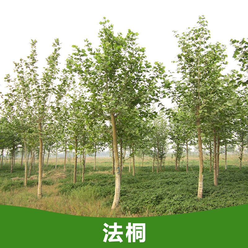 供應(yīng)法桐 法桐小苗 山東法桐樹(shù)苗 優(yōu)質(zhì)法桐苗批發(fā)價(jià)格