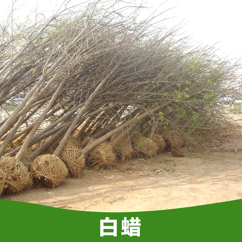 山東白蠟小苗，優(yōu)質(zhì)綠化苗木白蠟樹苗，基地批發(fā)白蠟樹苗