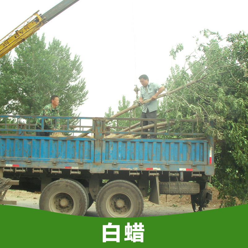 山東白蠟小苗，優(yōu)質(zhì)綠化苗木白蠟樹苗，基地批發(fā)白蠟樹苗