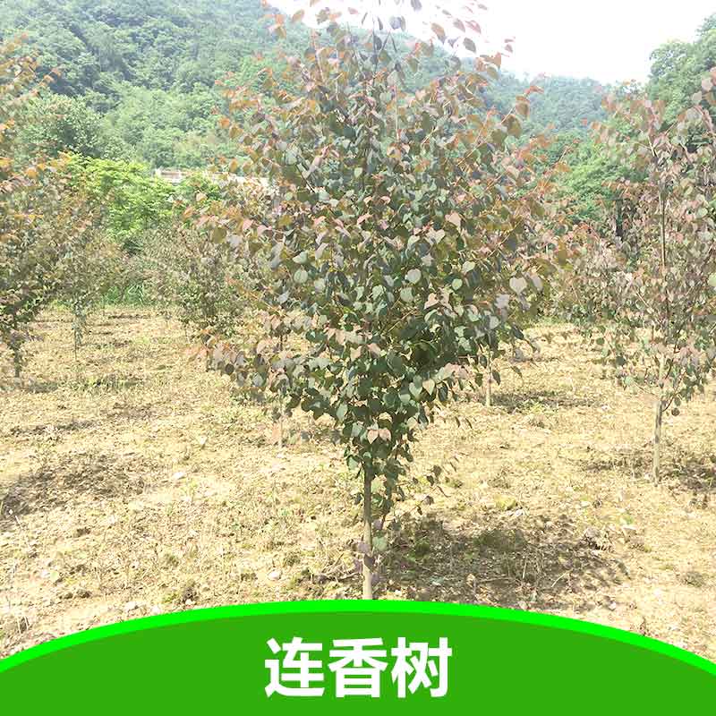 供應(yīng)連香樹(shù) *植物連香樹(shù)苗 宜昌連香樹(shù)苗基地