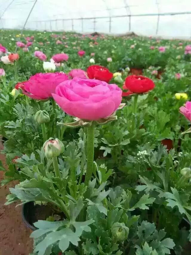 再力花價格 再力花多錢 再力花價格多錢 再力花批發(fā)價格