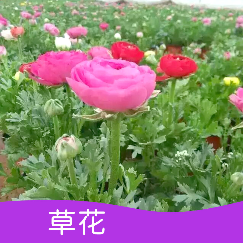 供應(yīng)用于綠化的雛菊、花毛梗、角堇
