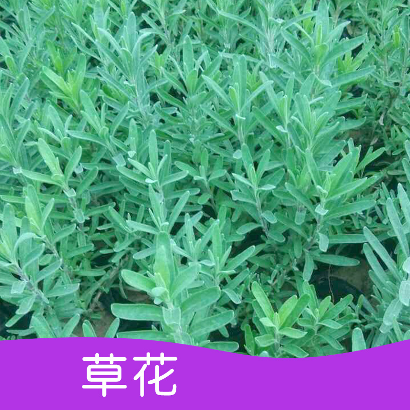 供應(yīng)樹狀月季、薰衣草、天人菊