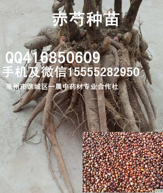 藥用芍藥種子自產(chǎn)自銷赤芍苗價(jià)格芍藥籽批發(fā)赤芍栽子市場(chǎng)行情