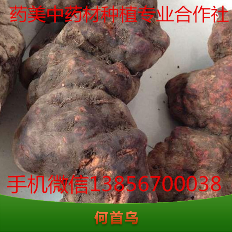 供應(yīng)何首烏種植技術(shù) 何首烏種子 何首烏苗批發(fā)