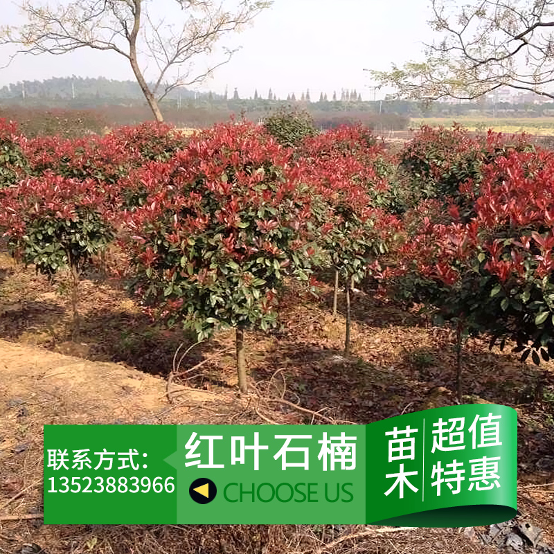 供應(yīng)用于園林綠化的紅葉石楠球 獨桿紅葉石楠 營養(yǎng)缽紅葉石楠
