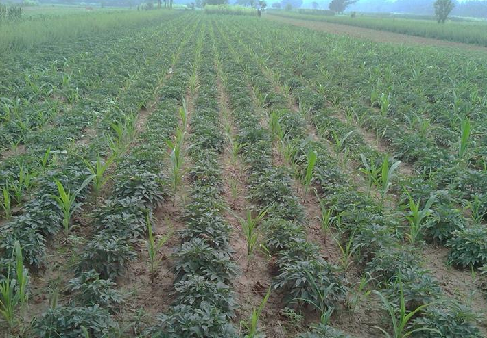 白芍芽子種植  批發(fā)白芍苗