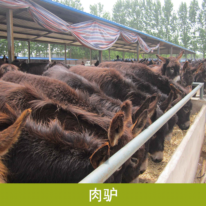 肉驢養(yǎng)殖基地供應德州驢養(yǎng)殖場 肉驢苗 肉驢專業(yè)養(yǎng)殖