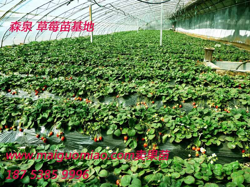 供應(yīng)用于草莓苗批發(fā)的山東草莓苗種植，草莓苗價(jià)格