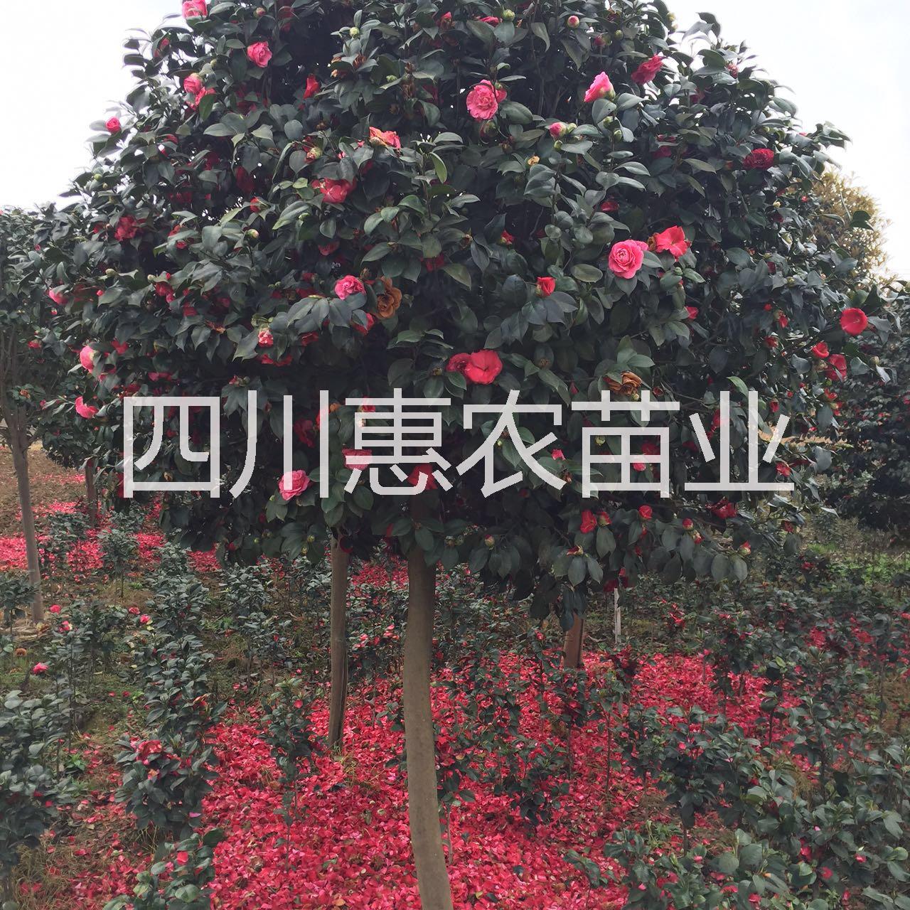 供應山茶茶苗批發(fā)，山茶茶苗批發(fā)電話，山茶茶苗，山茶茶苗品種