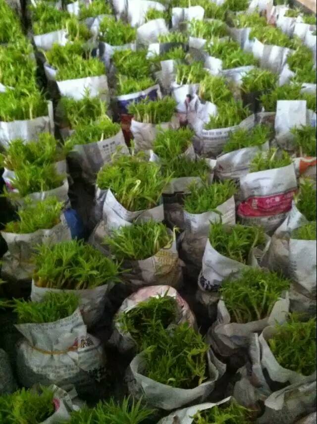 供應(yīng)毛桃芽，桂林毛桃芽大量批發(fā)，桂林毛桃芽批發(fā)價(jià)格