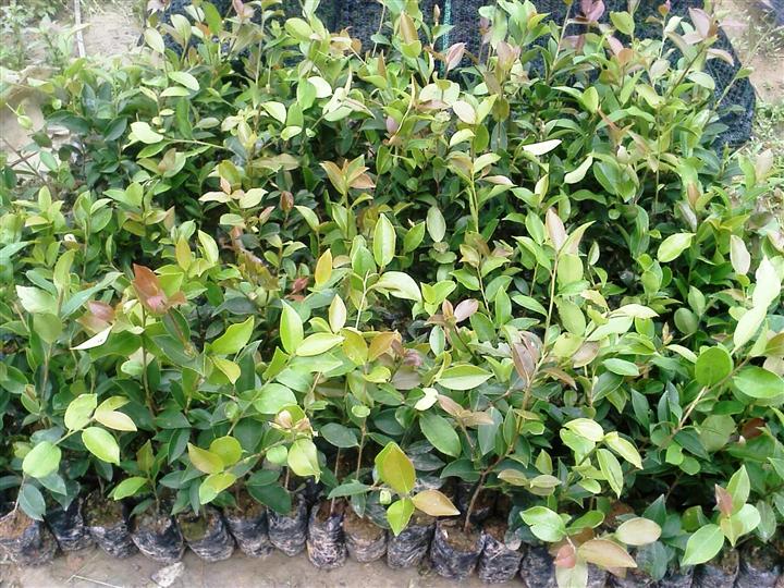 供應(yīng)油茶樹苗廠家、茶仔苗、廣東油茶樹苗