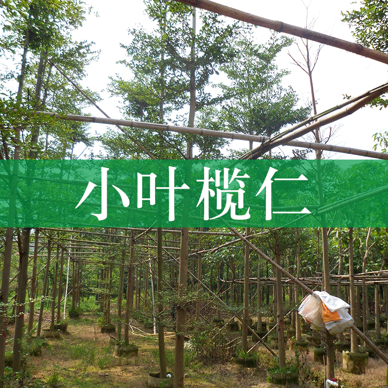 基地供應(yīng)小葉欖仁 細(xì)葉欖仁  小葉欖仁種植園