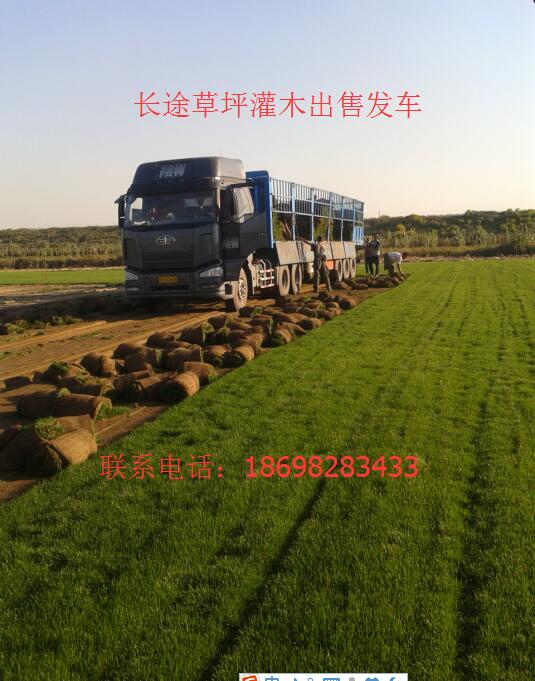 河北遼寧草坪哪成活率*格便宜賣吉林內蒙綠化草質量 草坪灌木苗木