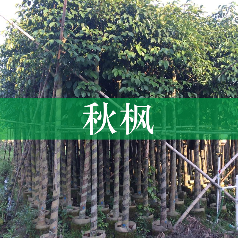 基地供應(yīng)秋楓樹苗 廣西秋楓大量批發(fā) 秋楓胸徑30