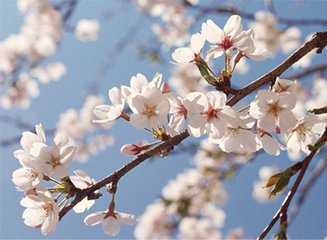 供應(yīng)庭院綠化果樹園林綠化苗木 庭院綠化果樹廠家 庭院綠化果樹 庭院綠化樹
