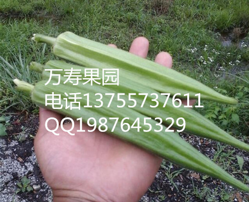 供應運動員*蔬菜咖啡黃葵