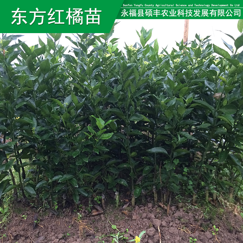 供應(yīng)用于種植的廣西砂糖橘果苗 桂林紅橘苗東方農(nóng)業(yè)技術(shù)服務(wù)農(nóng)業(yè)種植