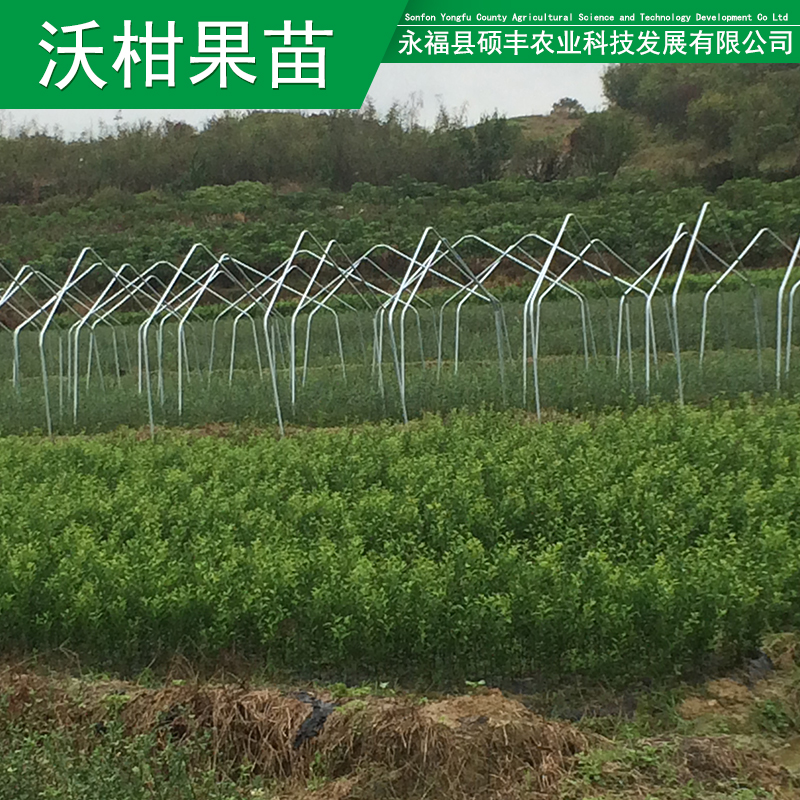 供應(yīng)用于種植的沃柑果苗果苗現(xiàn)貨沃柑果苗批發(fā)