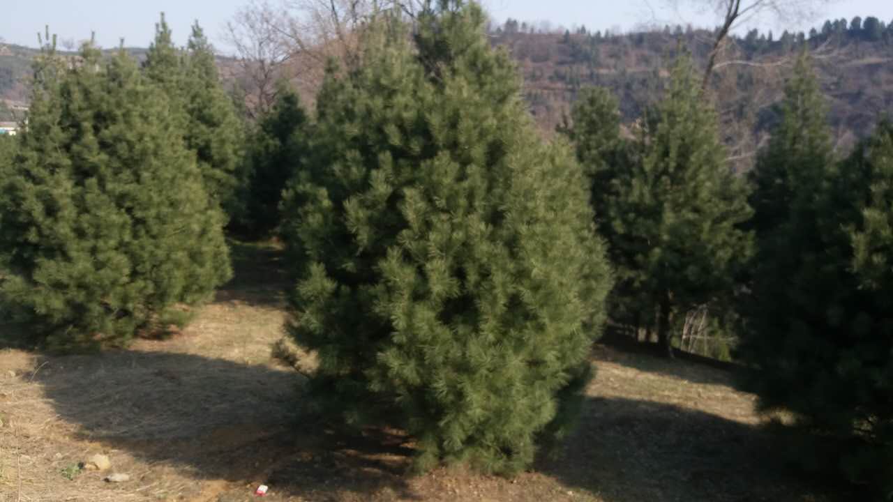 供應(yīng)西安白皮松樹苗 白皮松苗圃 白皮松苗種植