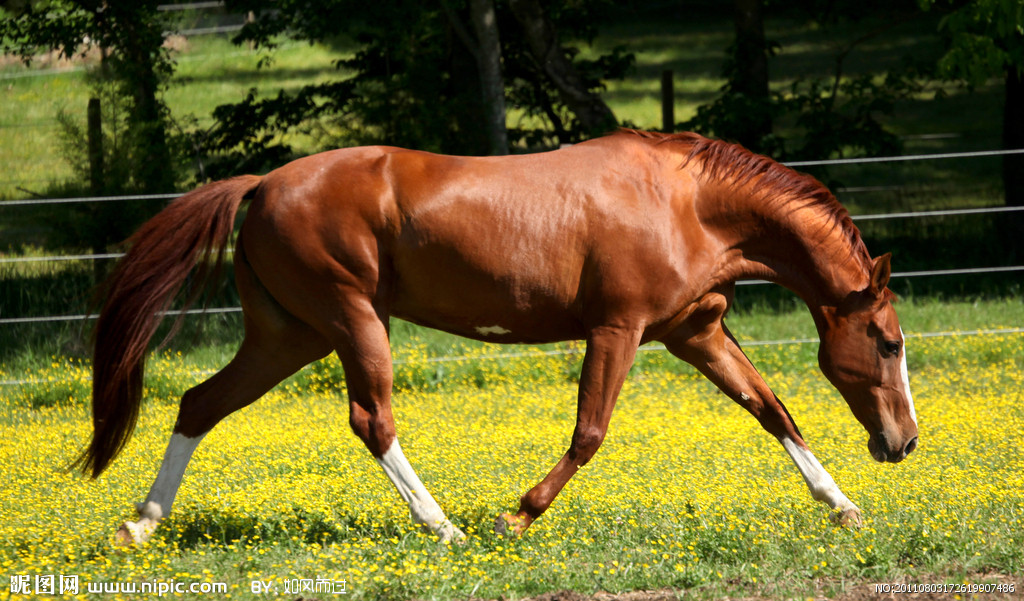 供應馬  牲畜馬價格  馬養(yǎng)殖場  養(yǎng)馬技術