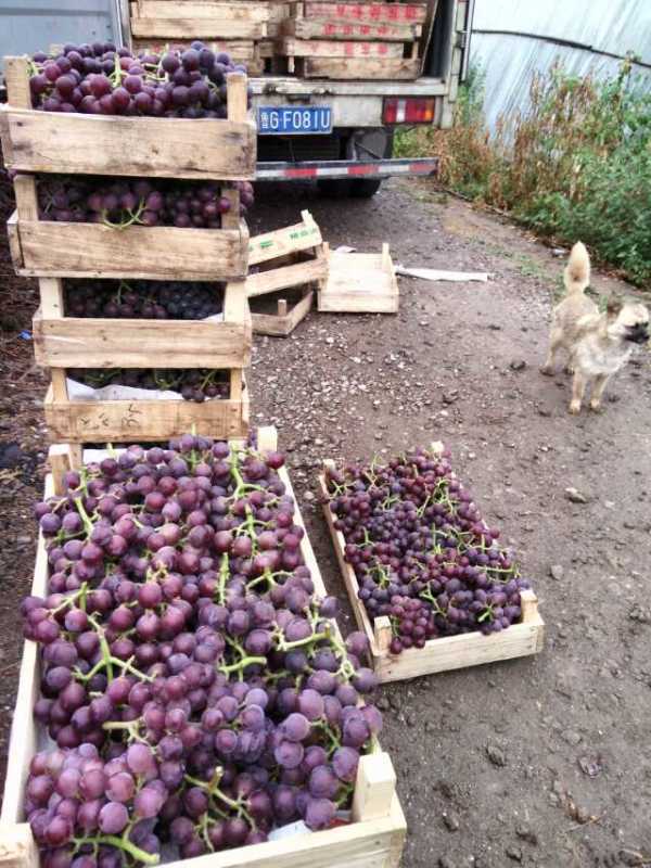 供應(yīng)溫室營(yíng)養(yǎng)代葡萄苗技術(shù)