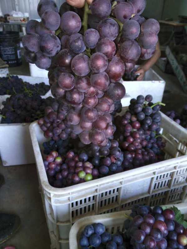 供應大棚葡萄*技術方法