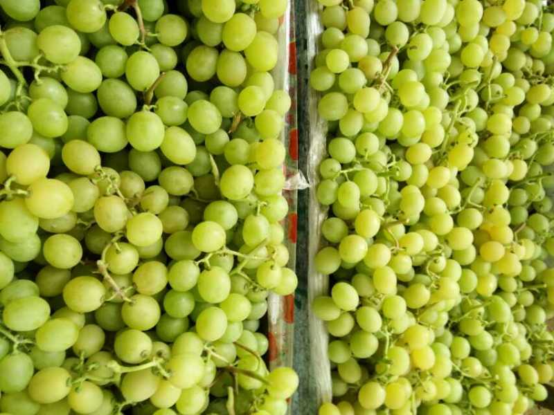 供應(yīng)山東大棚葡萄種植技術(shù)方案