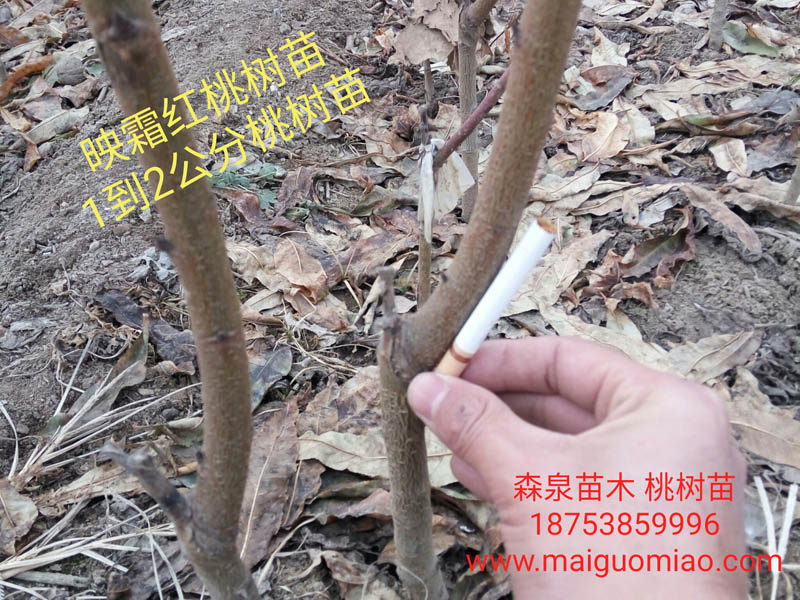 桃樹苗多少錢一株？山東桃樹苗基地