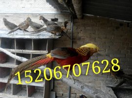 供應(yīng)紅腹錦雞養(yǎng)殖