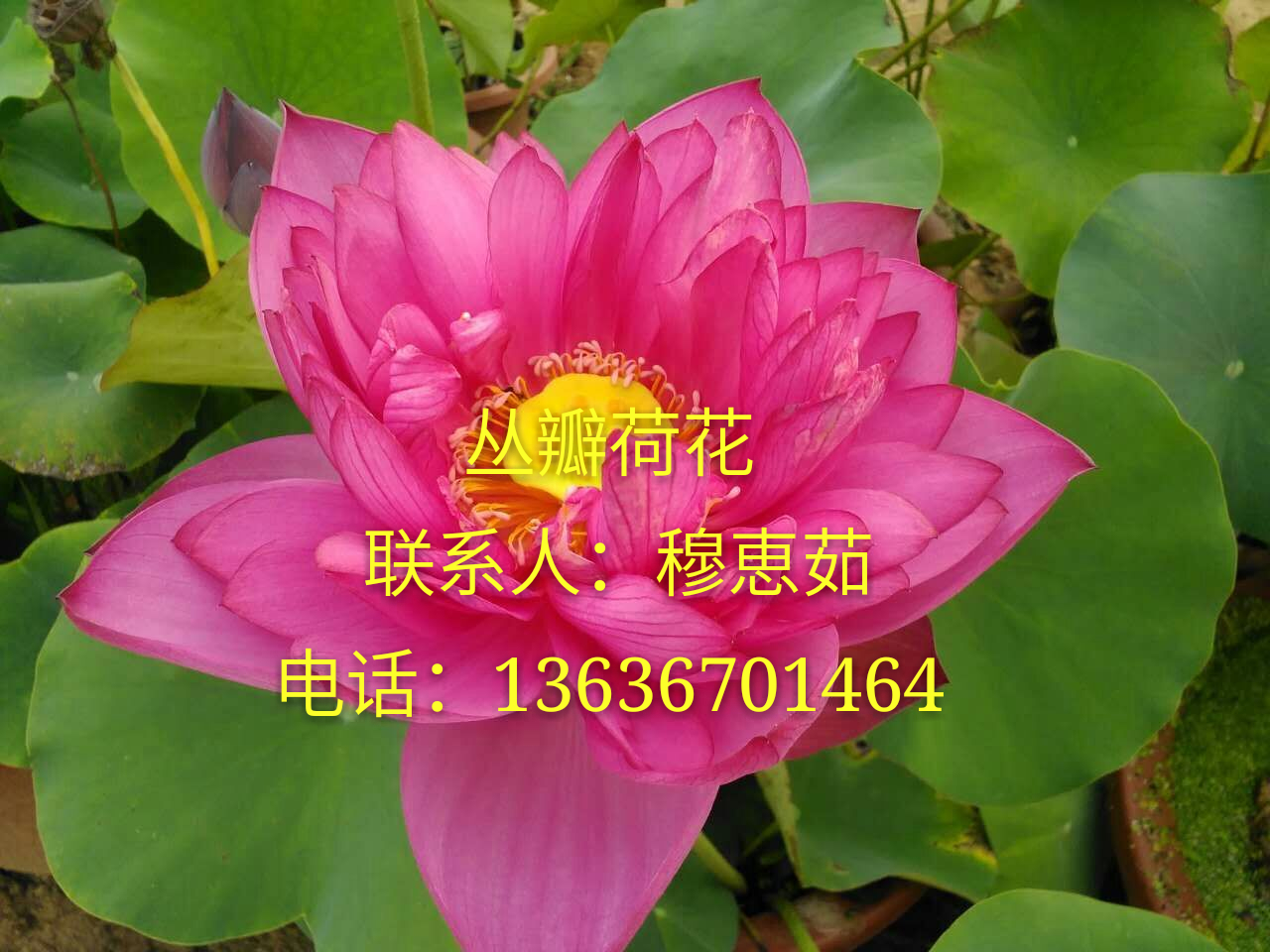 供應(yīng)西安荷花、寶雞荷花、延安荷花