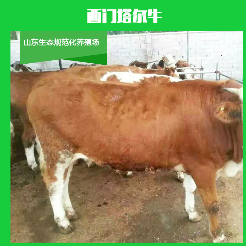 供應(yīng)西門塔爾牛 西門塔爾牛養(yǎng)殖場  純種西門塔爾牛  西門塔爾*苗