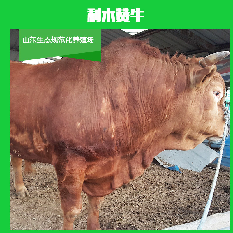 供應哪里有利木贊牛，利木贊牛價格，利木贊牛批發(fā)