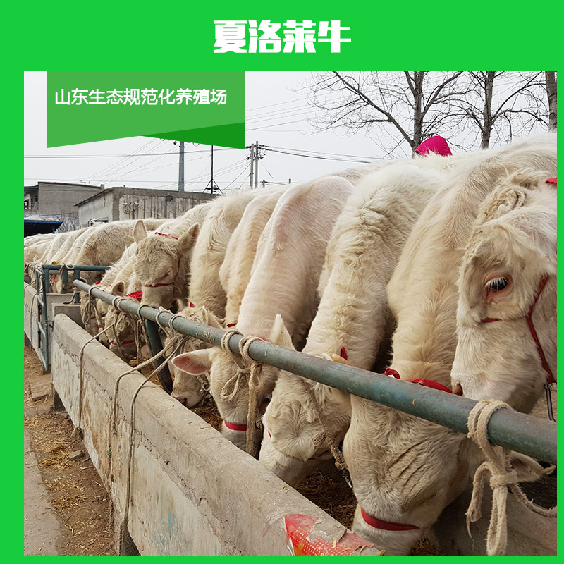 供應(yīng)夏洛萊牛 雜交夏洛萊*犢  夏洛萊*苗 夏洛萊牛養(yǎng)殖場(chǎng)