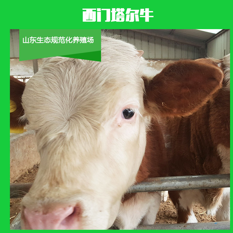 供應(yīng)西門塔爾牛 西門塔爾牛養(yǎng)殖場  純種西門塔爾牛  西門塔爾*苗
