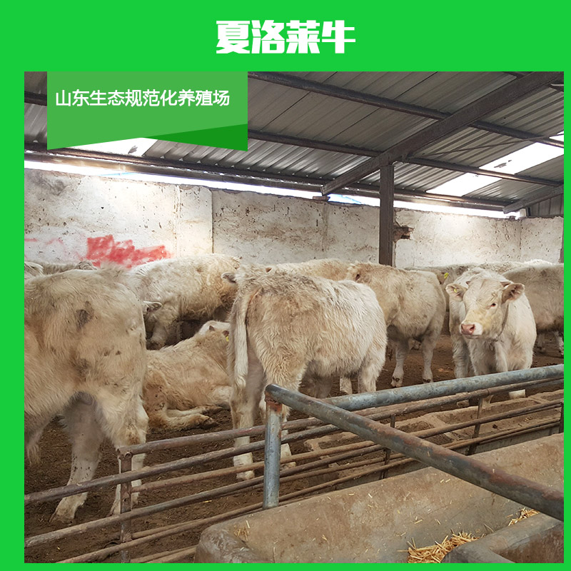 供應(yīng)夏洛萊牛 雜交夏洛萊*犢  夏洛萊*苗 夏洛萊牛養(yǎng)殖場(chǎng)