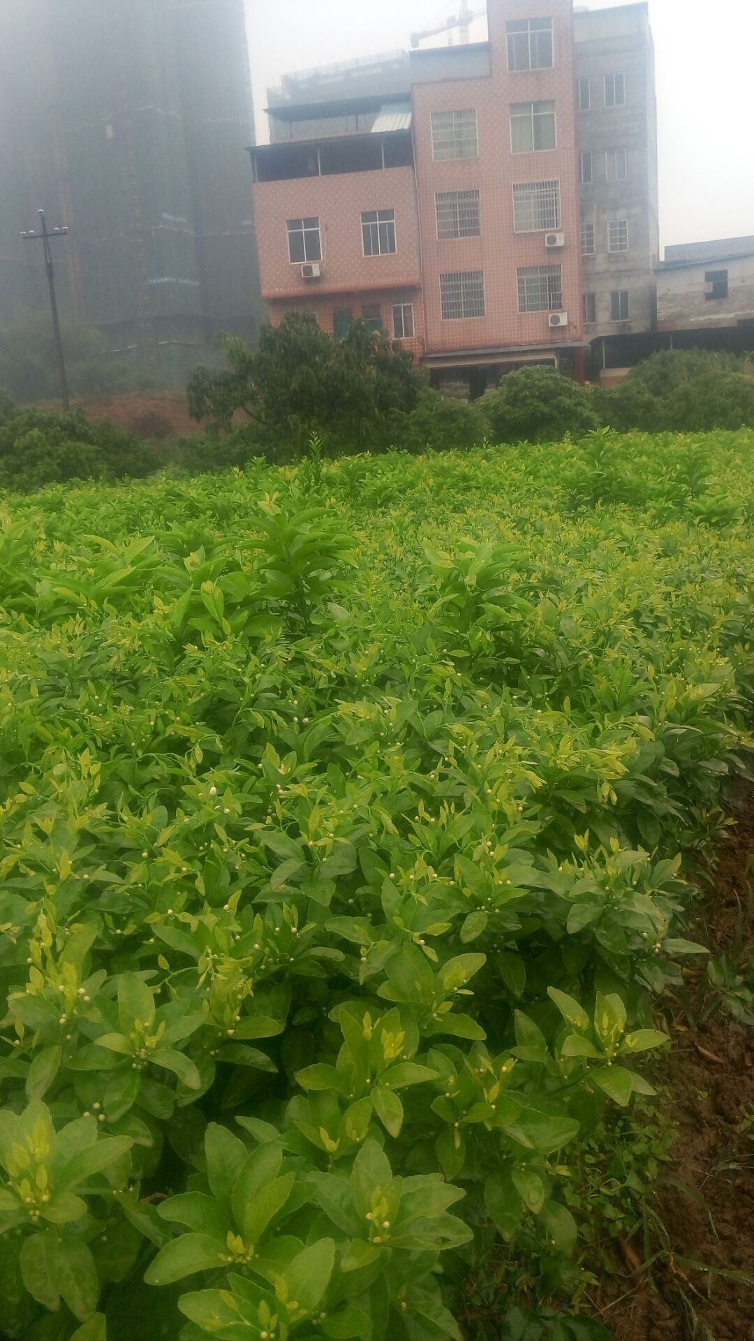 玉林砂糖桔苗種植基地   廣西砂糖桔苗  四會(huì)砂糖桔苗多少錢(qián)一棵