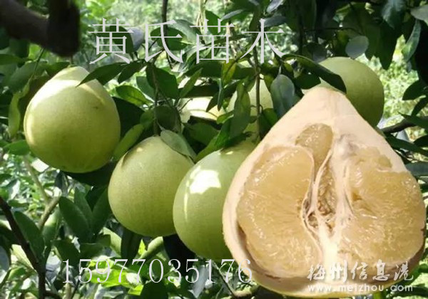 廣西沙田柚苗批發(fā)價格  容縣沙田柚苗批發(fā) 高產沙田柚苗